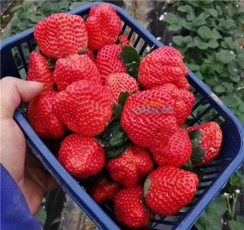 鈣肥，翠姆，拉姆拉