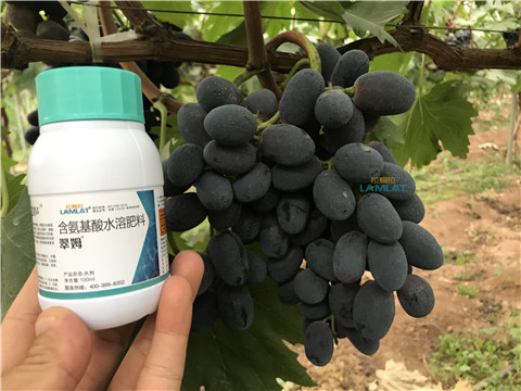 鈣肥，翠姆，拉姆拉