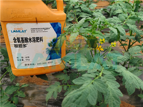 水溶肥，翠姆，拉姆拉