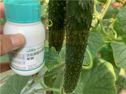 水溶肥，拉姆拉，翠姆