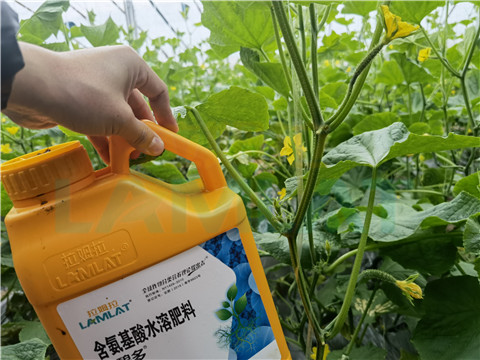 生根劑，拉姆拉，翠姆