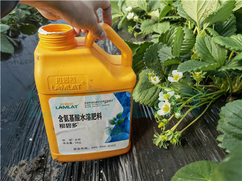 水溶肥，拉姆拉，翠姆