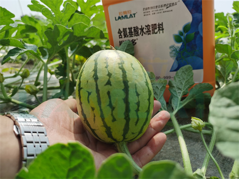 水溶肥，拉姆拉，翠姆