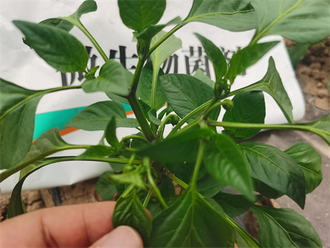 水溶肥，翠姆，拉姆拉
