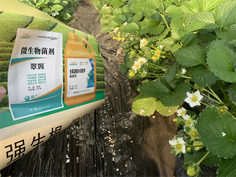 水溶肥價格，翠姆，草莓水溶肥