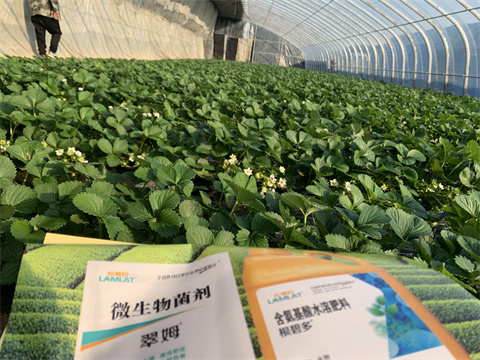 水溶肥價格，翠姆，草莓水溶肥