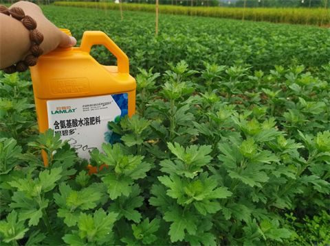 菊花種植,水溶肥廠家，翠姆